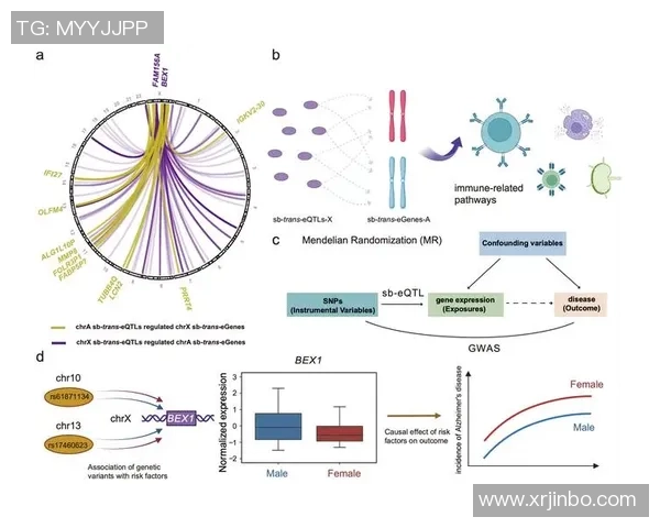 红桃国际社区治理规则的构建与实施探讨及其对居民生活的影响分析
